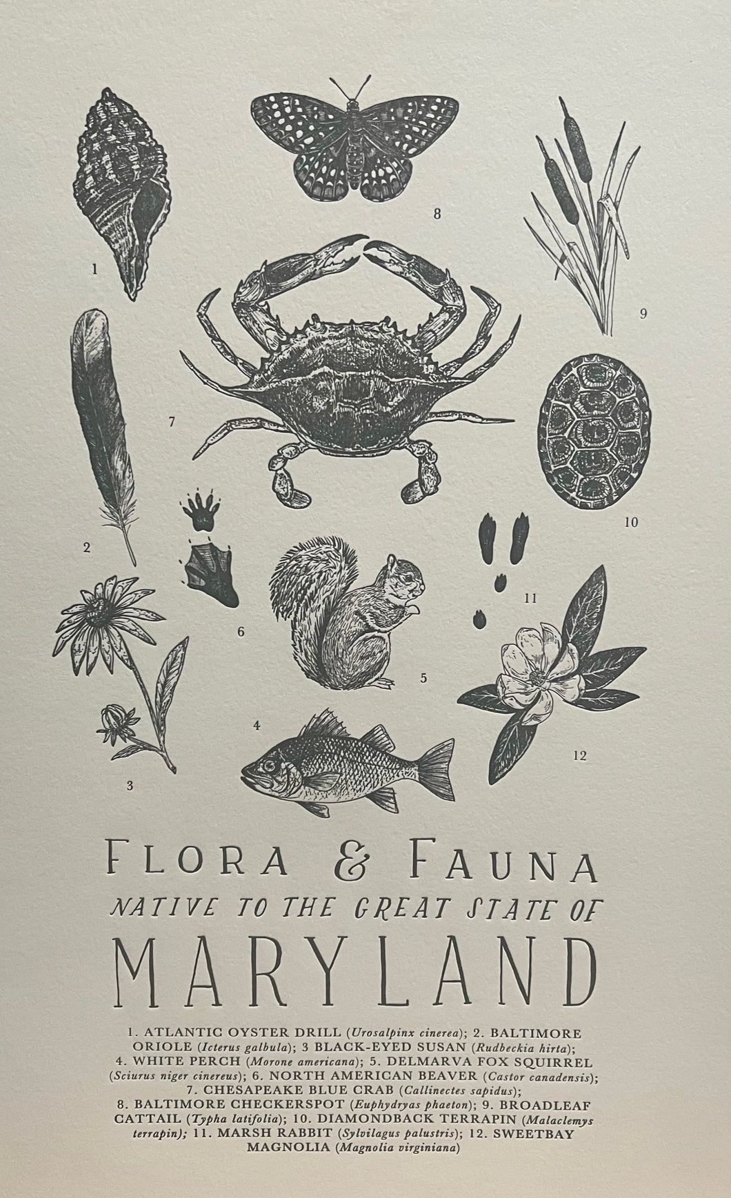 Maryland Flora and Fauna Poster