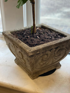 Antique Concrete Planters w/hydrangea plant