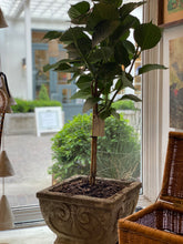 Load image into Gallery viewer, Antique Concrete Planters w/hydrangea plant