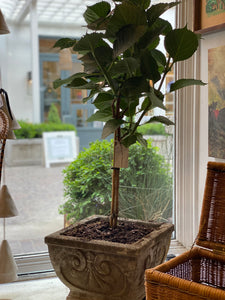 Antique Concrete Planters w/hydrangea plant