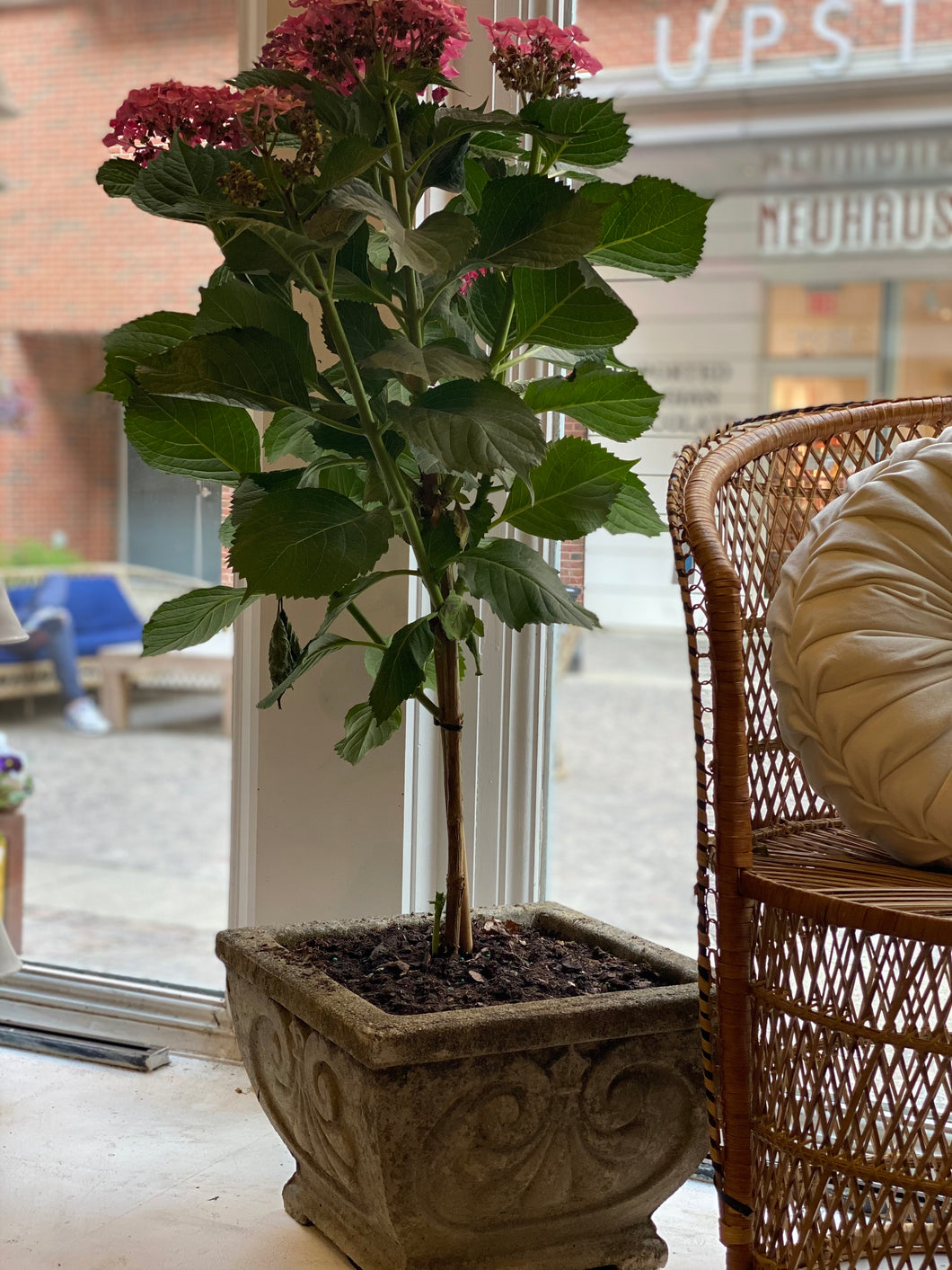 Antique Concrete Planters w/hydrangea plant