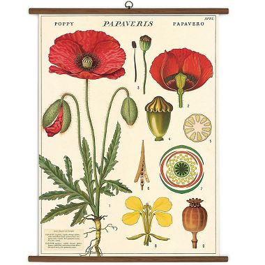 Botany Vintage Inspired School Chart